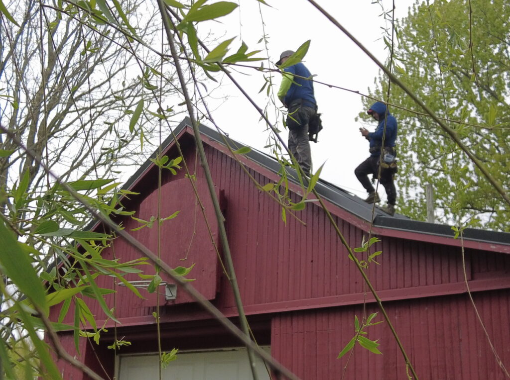 Two workers from a roofing company near me stand on the roof of a red wooden building, surrounded by tree branches.